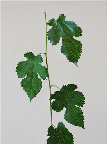 Morus alba